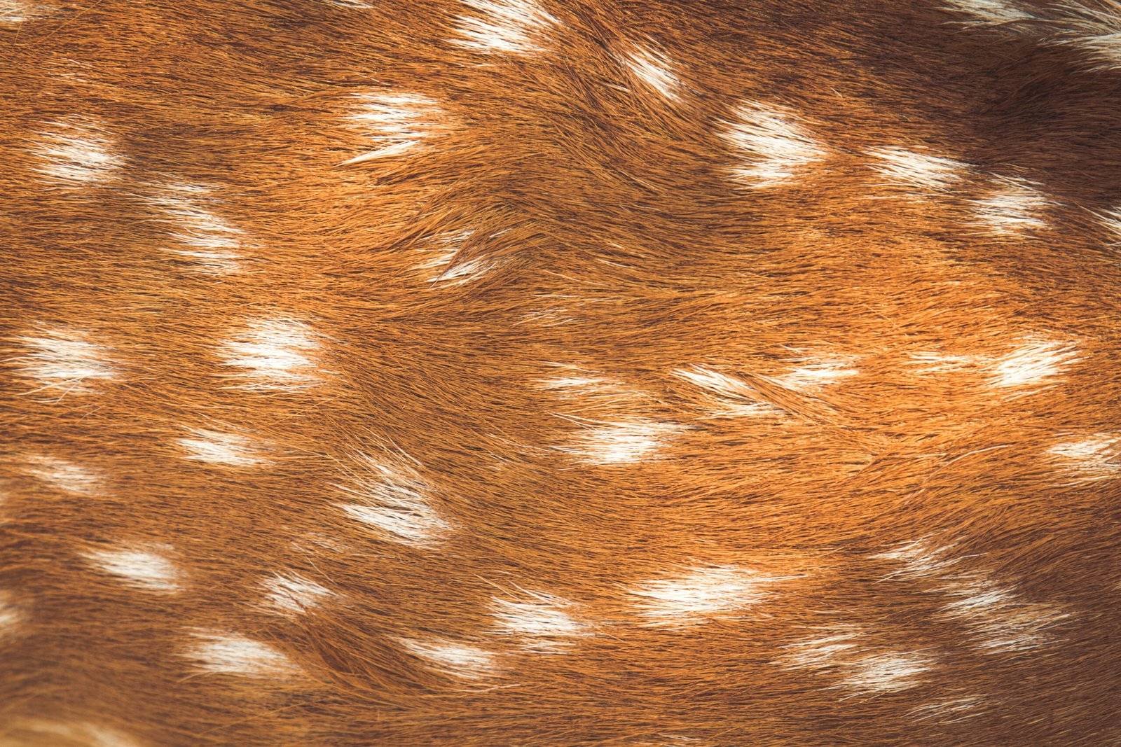 What Type of Leather is Best for Motorcycle Riding? 8 Kangaroo Leather